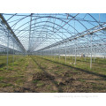 hydroponics greenhouse for tomatoes lettuce